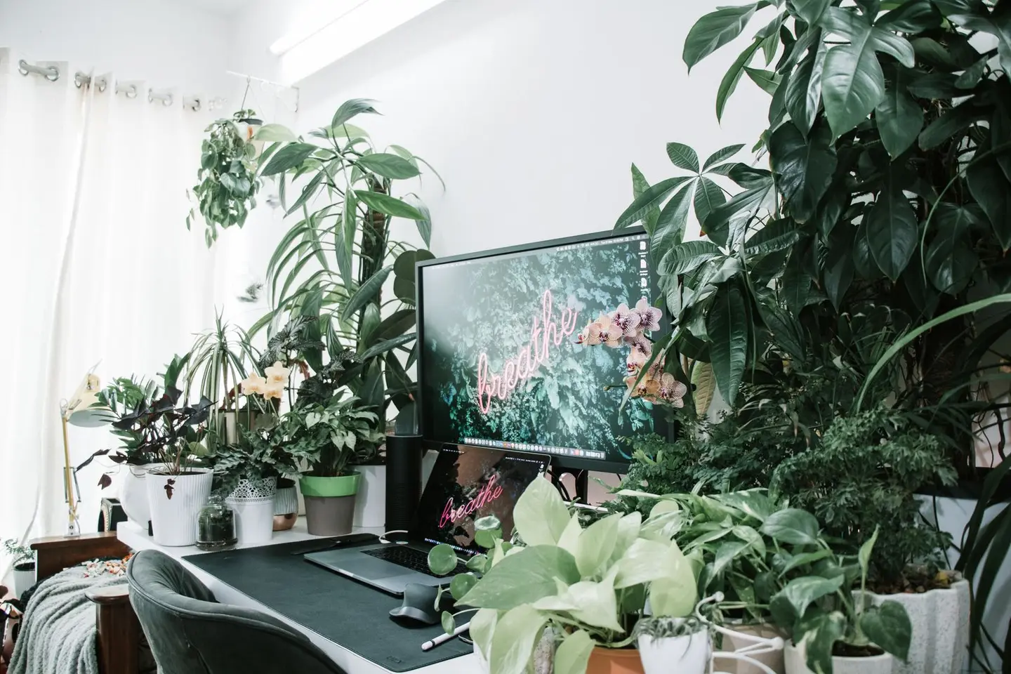 Home office with a vibrant green indoor plant decor, offering a serene work atmosphere.